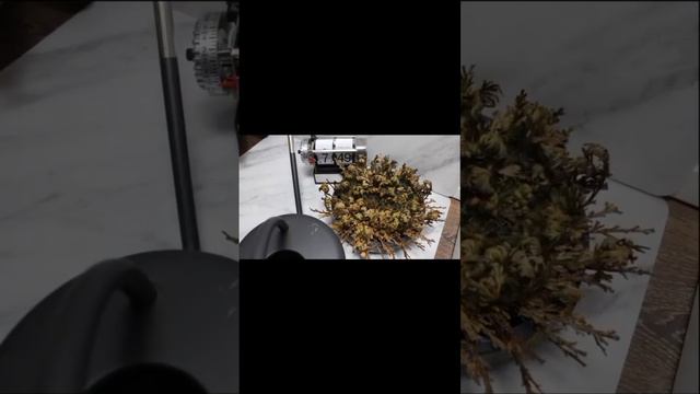 The resurrection plant  can survive years of drought and almost complete desiccation, coming back