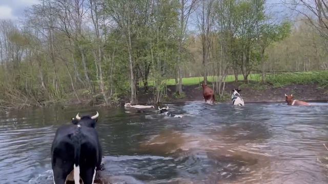 Чудесное видео от наших соратников по защите коров.
GOLOKA, Псковская область, 2.05.24