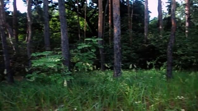 САМВЕЛ АДАМЯН МАТЬ ПОЖАЛЕЛА 1000 ДОЛЛАРОВ ЗА КОТА САЙГАКА