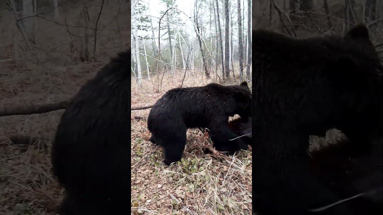 Медведи разгоняются. #bear