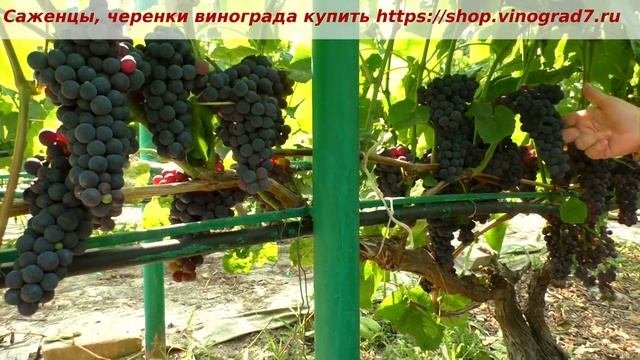 25 июля кишмиш Венус начало созревания урожайность морозостойкость- все при нем однако. Пузенко