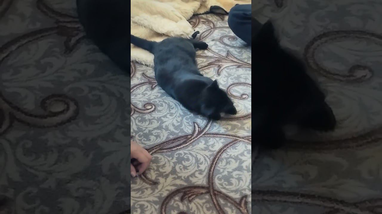 привезли с кастрации...ждем.