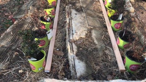 Meet Petite Knock Out Roses - How to Plant & Care For // from Campbell's Freedom Farm