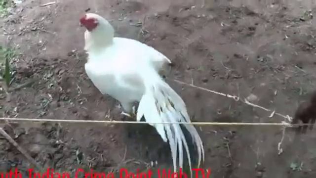 Азиль