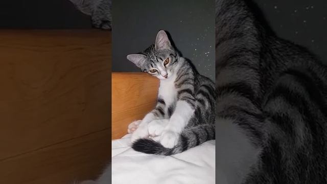 Самый милый кот