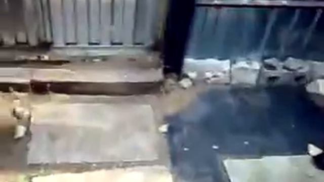 Сухарь тусит в туалете какает
