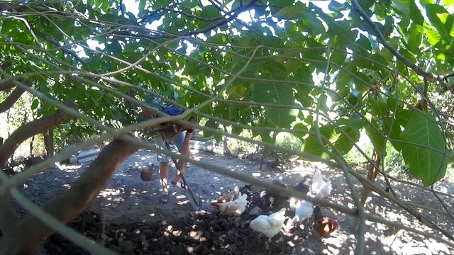 Развлечение для курей в неволе