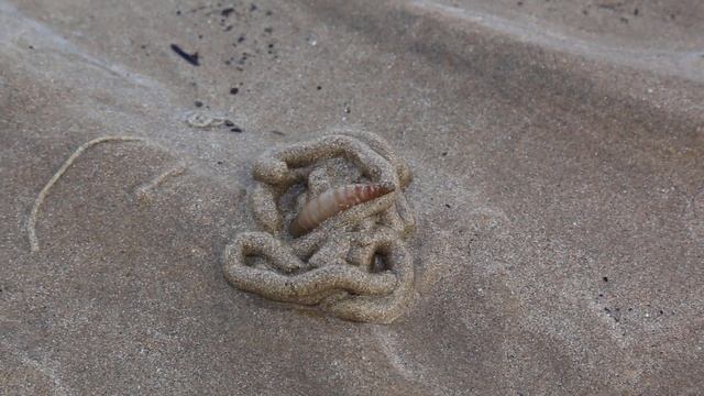 Sandworm Burrow