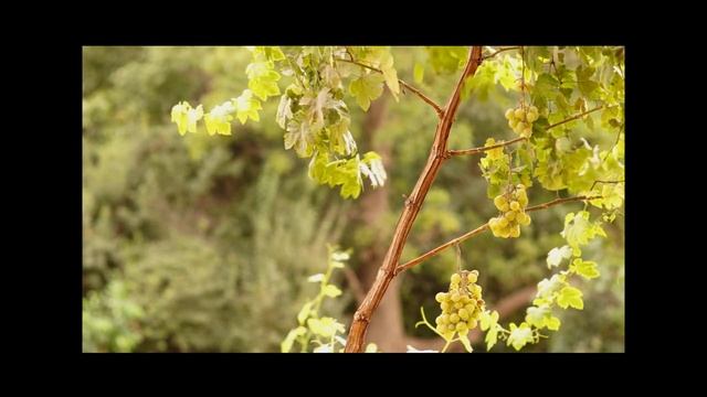 Sony Nex 6 Video sample by HamaiBaran