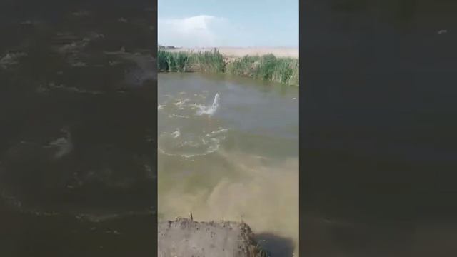 Толстолобик, Панура, Маныч