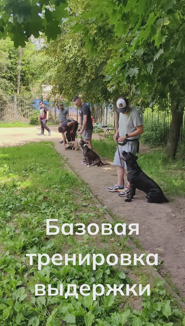 Групповая тренировка выдержки собак