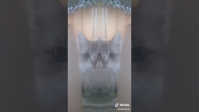 Хозяйка что со мной?