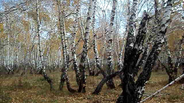 Осень на Кумысной поляне Саратова.