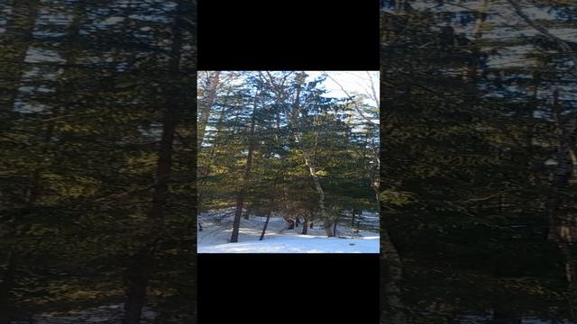 Лес