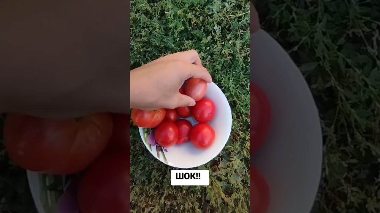 Что это? #шок #прикол #дача