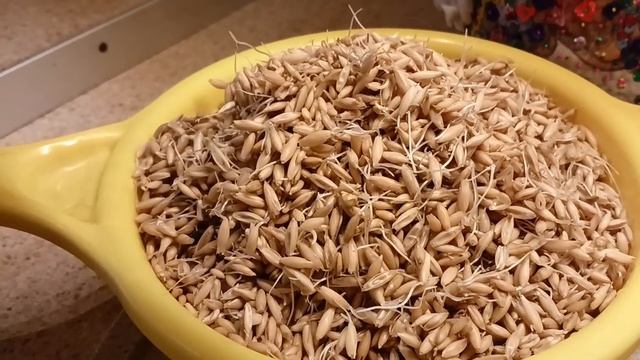 Пророщенный овес