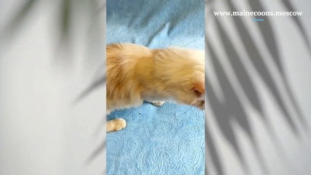 Нежный персик) Кот мейн-кун окраса красный дым (ds)