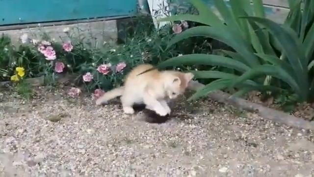 Боевой кот Огонь ?