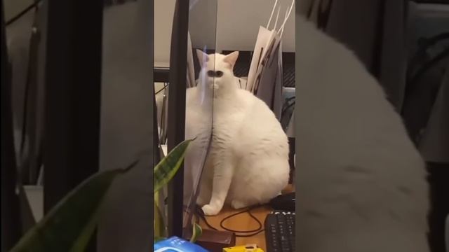 Коты шпионы