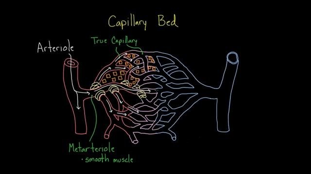 Pre-capillary sphincters  Circulatory system physiology  NCLEX-RN  Khan Academy