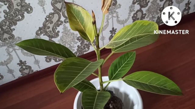 Күнге күйген гүлдің жапырағы қандай болады?Күннен гүлді қалай қорғаймыз?