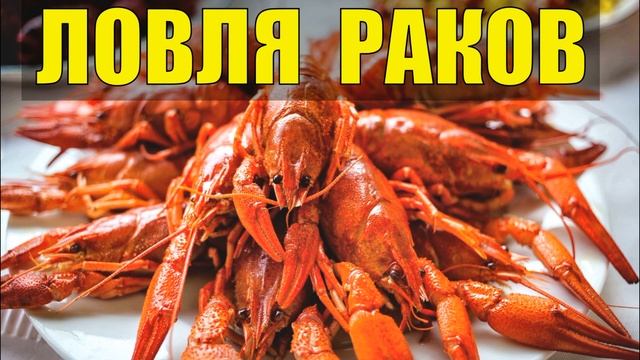 ЛОВЛЯ РАКОВ В ТАЙГЕ РУКАМИ НА РЕКЕ КАК ЛОВИТЬ ПОЙМАТЬ РУКАМИ