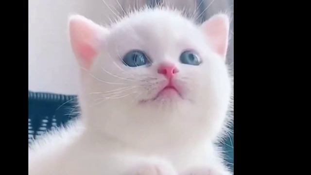 Милый Маленький Котенок 😻😘✌