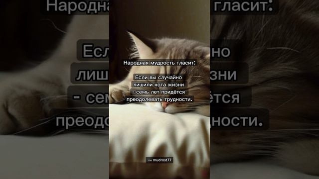 7 лет несчастий от кота