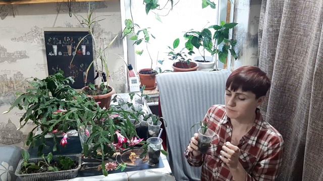 100% укоренится декабрист без хлопот