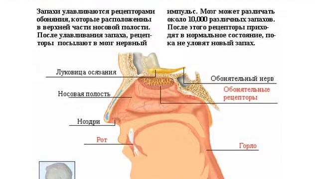 Кости, мышцы, кожа, волосы, язык, глаза