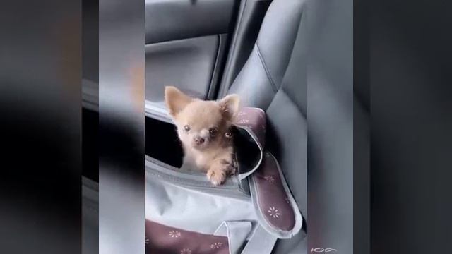 Песик сердитый