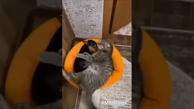 Вместе спать теплее🥰 ( видео про собак и кошек )