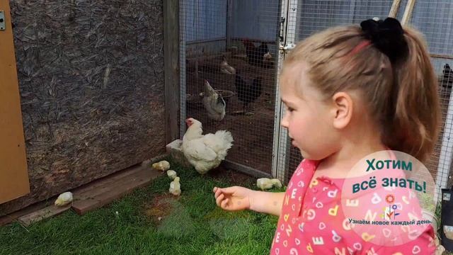 У бабушки в деревне.mp4