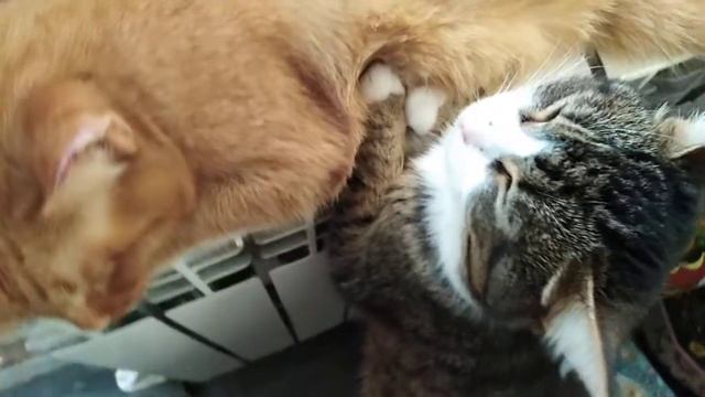 Кошки греются корот. Влог