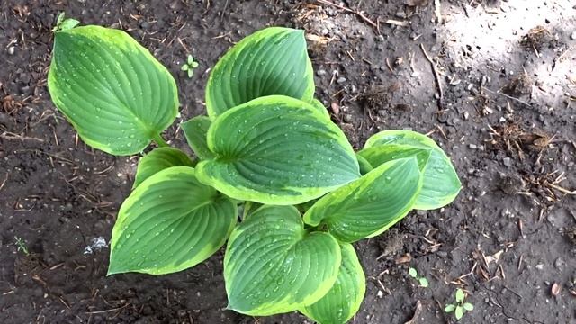 Hosta fortunei Aureomarginata