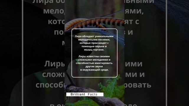 Кто является мастером подражания звукам и шумам?