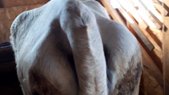 Вытаскивала червяков из раны?