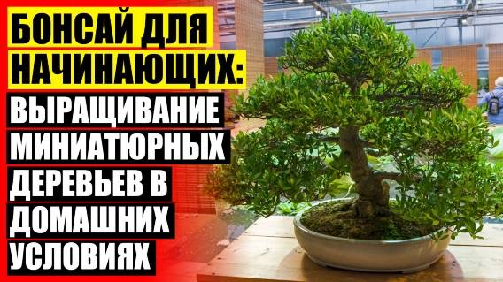 Комнатные растения которые нельзя держать дома фото и название