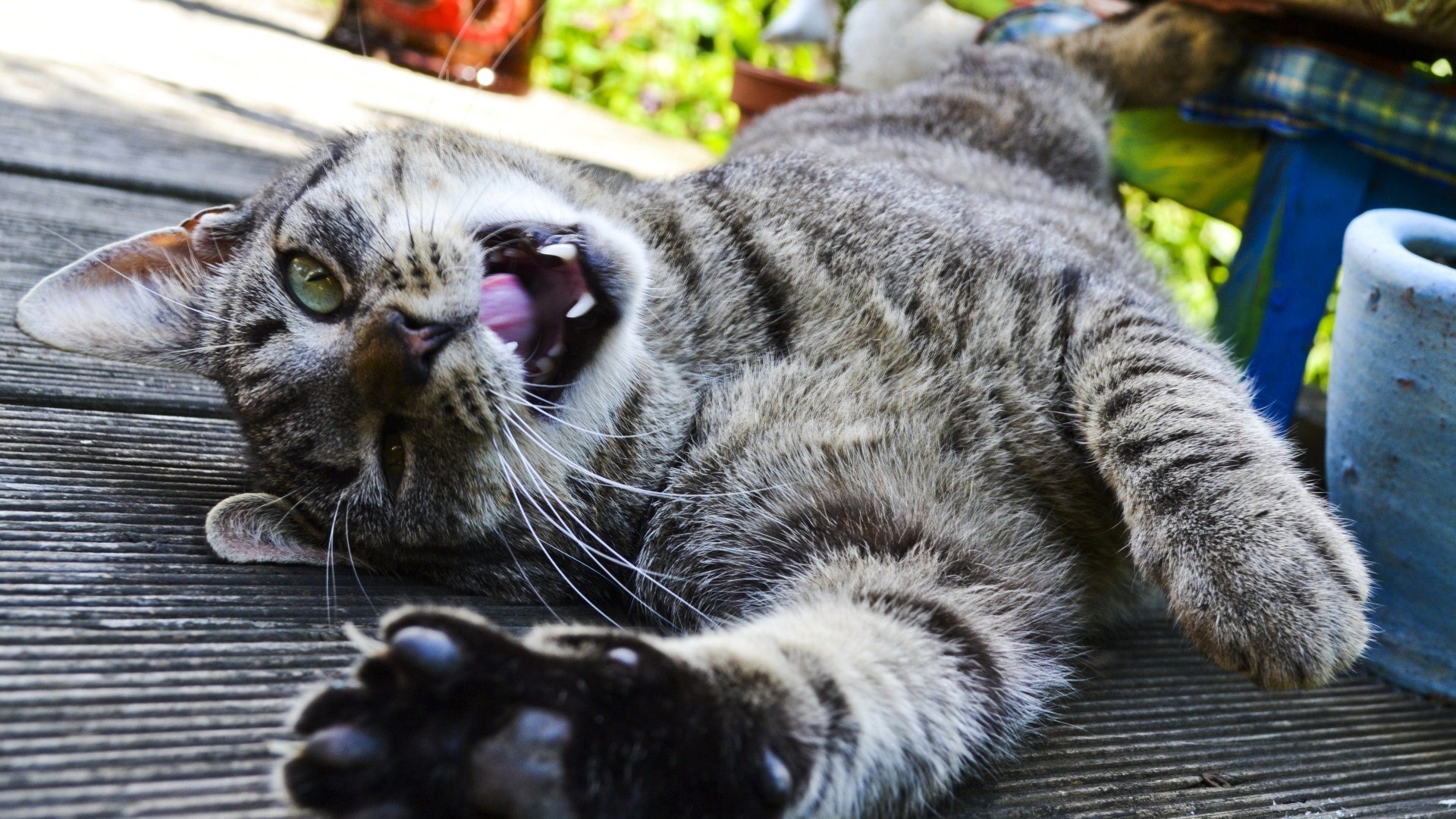 ✅ Смешные кошки 2022 ? Я ржал полчаса ? Самые смешные и милые животные! Funny Best Cats №3 ✅.mp4