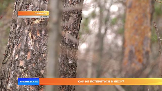 В Мордовии рассказали, как не потеряться в лесу