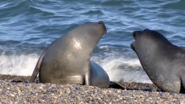 Водная жизнь - [17_26] Граница моря (1080p)