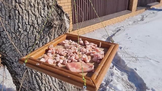 Птицы на кормушке C нарезанным салом.