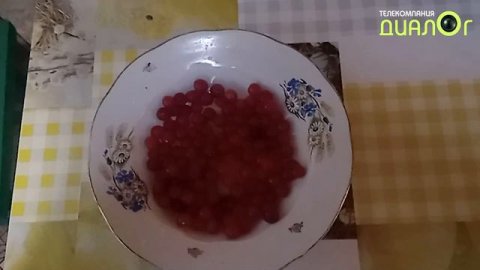 Урожай войлочной вишни, июль 2021 г. (Видеоблог Евгения Степанова)