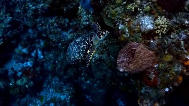 Отчего люди не летают? а зря...Релакс видео красивых мест на планете