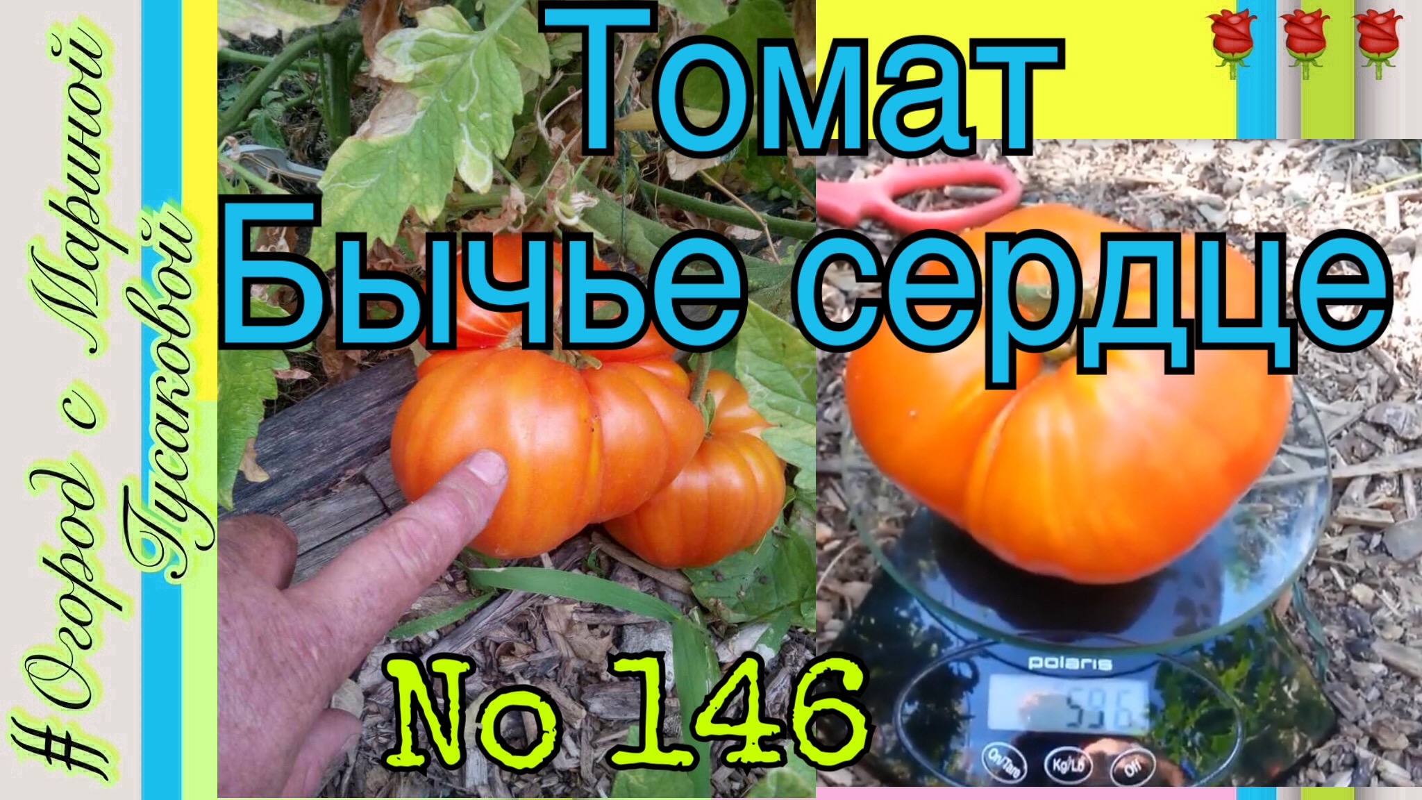 146). ОБЗОР Томатов на (31.07.17). Помидор-гигант. Это фитофтора