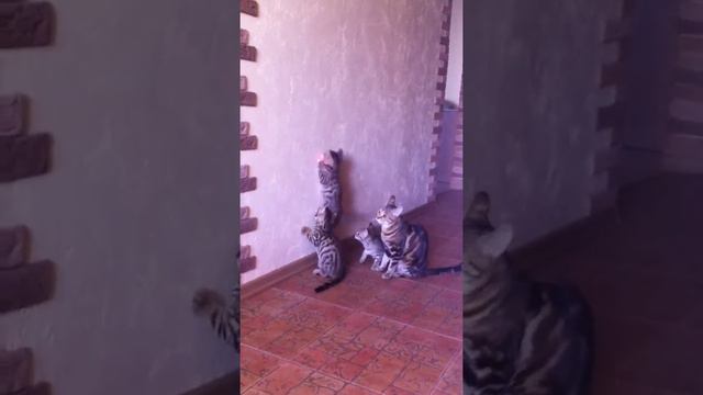 за лазерной указкой