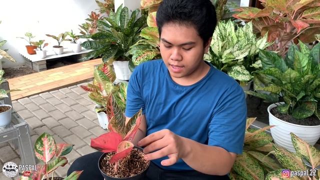 TIPS MERAWAT AGLONEMA AGAR CEPAT BERANAK & RIMBUN GAK PAKAI RIBET ! | EP 43