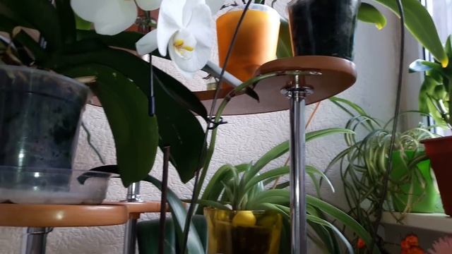 Хорошо цветут, я перестала их... КЛЕОПАТРА, МЕДЖИК АРТ, ДИКИЙ ПЕРСИК, СОГО ЮКИДАН, ЛИОДОРО