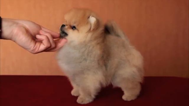 Эмми 2 мес