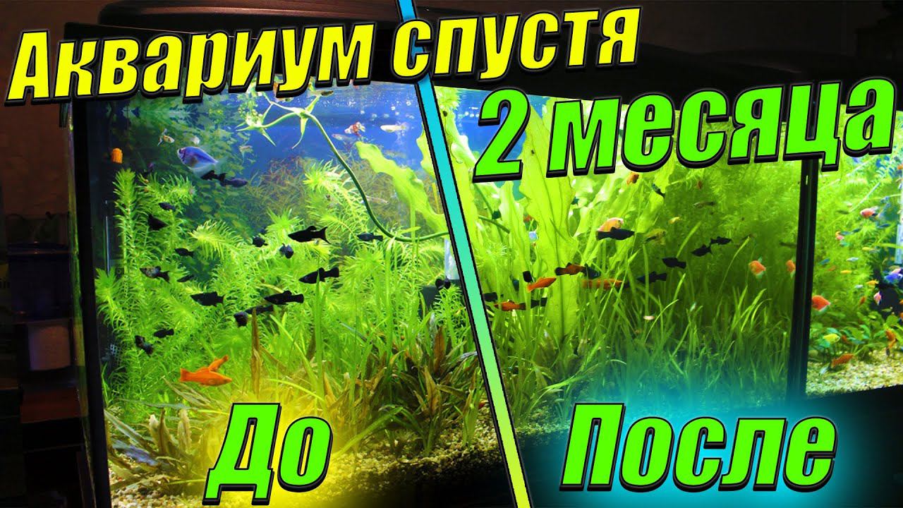 Аквариум травник! [ 2 месяца после прополки растений.]